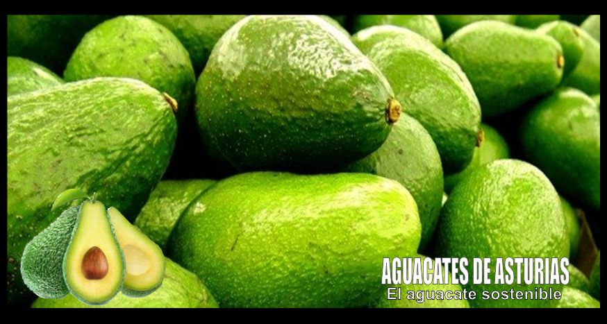 Aguacates de Asturias